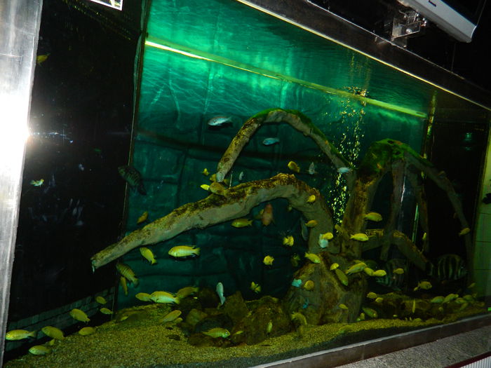 DSCN5765 - 2015_GRADINA BOTANICA JIBOU