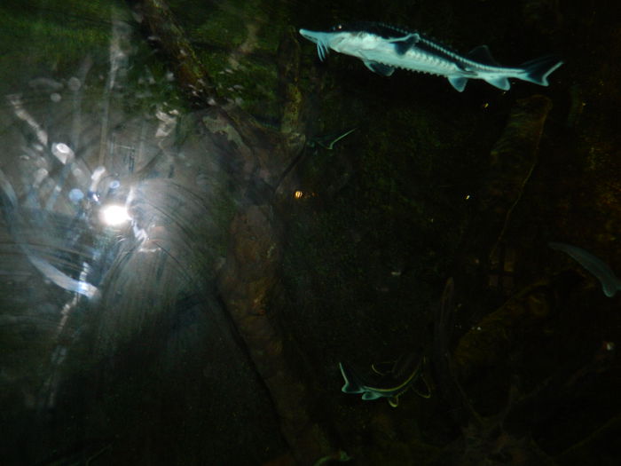 DSCN5768 - 2015_GRADINA BOTANICA JIBOU