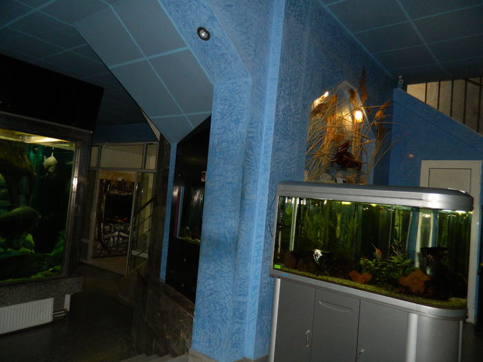 DSCN5769 - 2015_GRADINA BOTANICA JIBOU