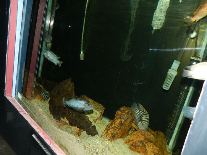 DSCN5775 - 2015_GRADINA BOTANICA JIBOU