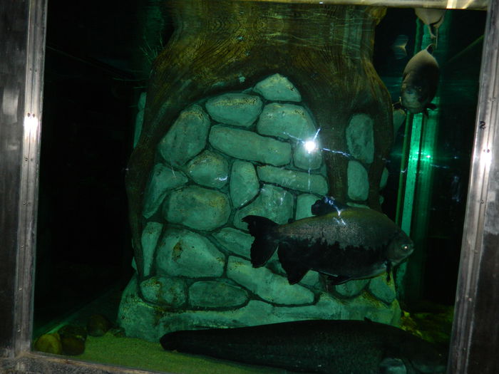 DSCN5776 - 2015_GRADINA BOTANICA JIBOU