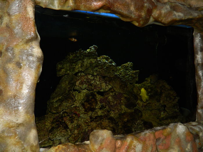 DSCN5778 - 2015_GRADINA BOTANICA JIBOU