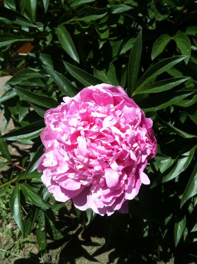 Paeonia lactiflora "Sarah Bernhardt"