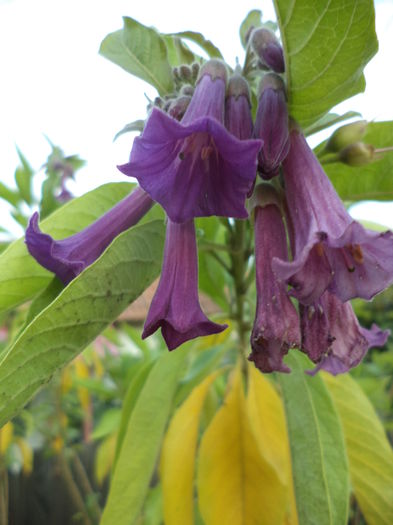 DSC04722 - august 2015
