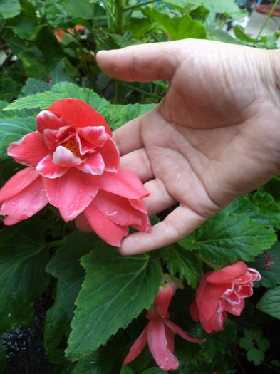 DSC04739 - august 2015