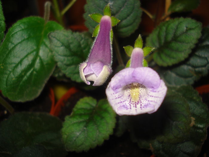 DSC03255 - FLORI 2015