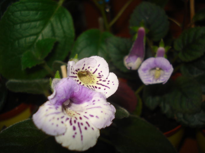 DSC03257 - FLORI 2015