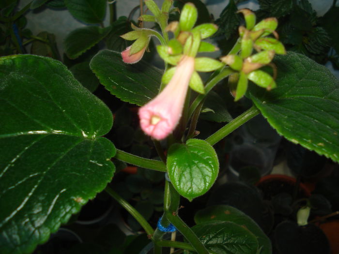 DSC03261 - FLORI 2015