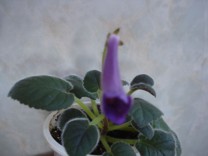 DSC03264 - FLORI 2015