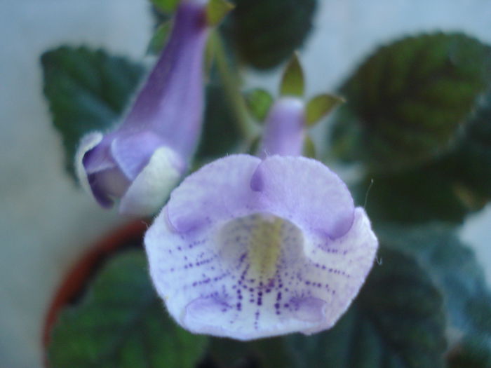 DSC03271 - FLORI 2015