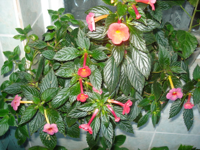 DSC03249 - FLORI 2015