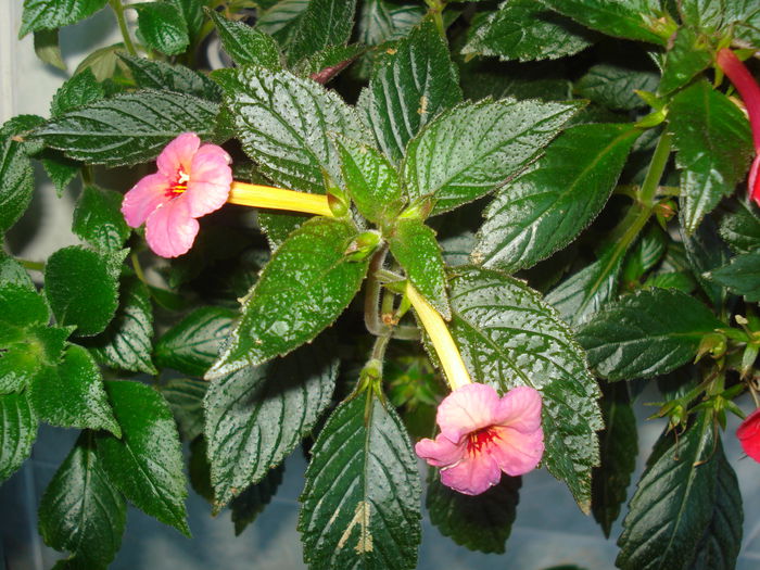 DSC03250 - FLORI 2015