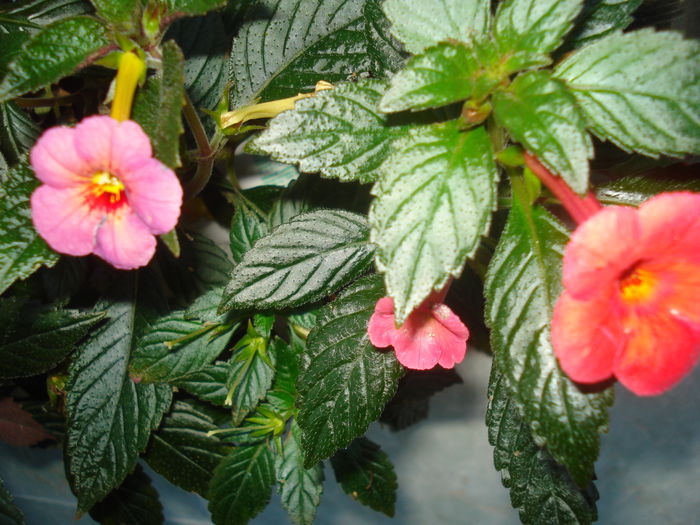 DSC03252 - FLORI 2015