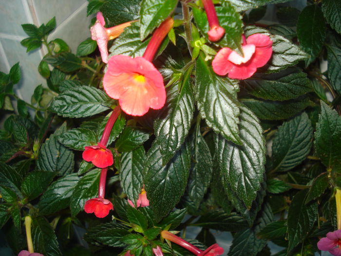 DSC03253 - FLORI 2015