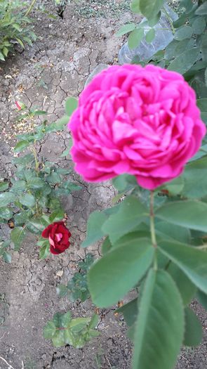 Rose  de Rescht %u0219i Edy Mitchell - Trandafiri  2015