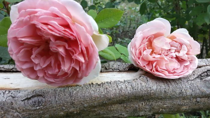 Abraham Darby