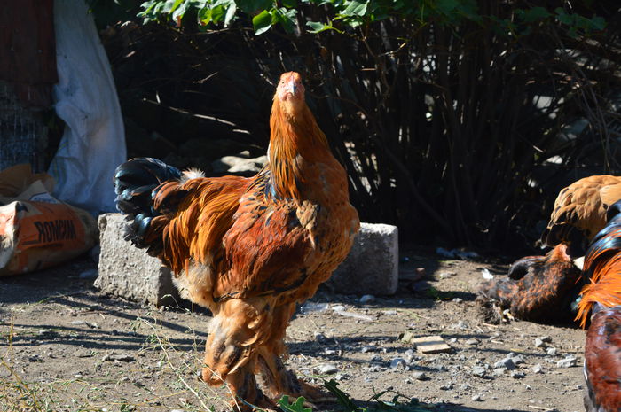 DSC_0007 - Pui Brahma 2015