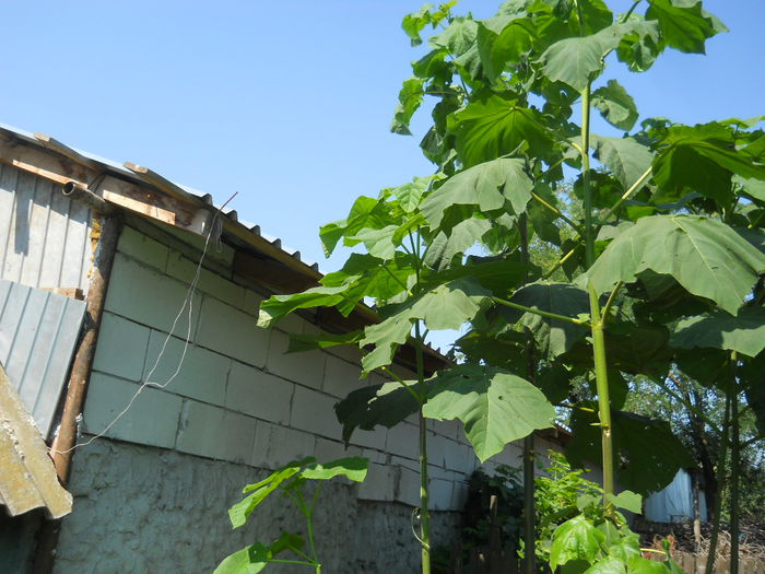 paulownia 2 ani 5m - Paulownia tomentosa si elongata germinare