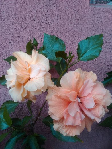 Classic Apricot  duett