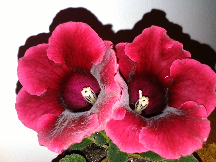 291 - 1GLOXINIA-2015