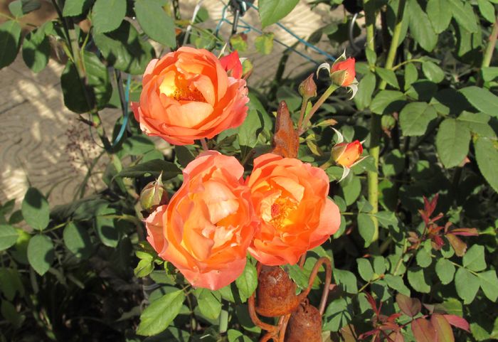 23 aug, Lady Emma Hamilton - 2015 trandafiri _VI
