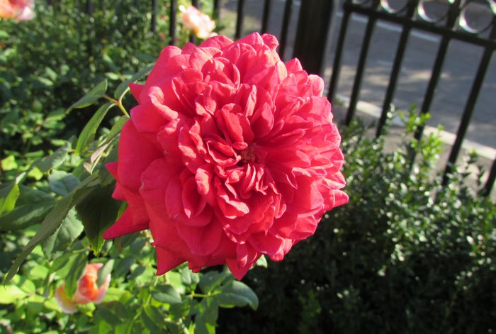 lami-des-jardins(Guillot)