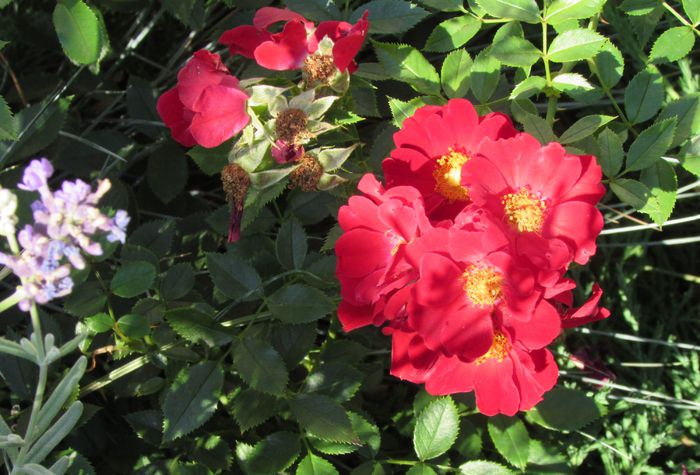 Bienenweide Rot - 2015 trandafiri _VI