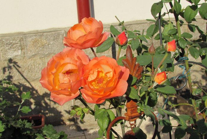 Lady Emma Hamilton