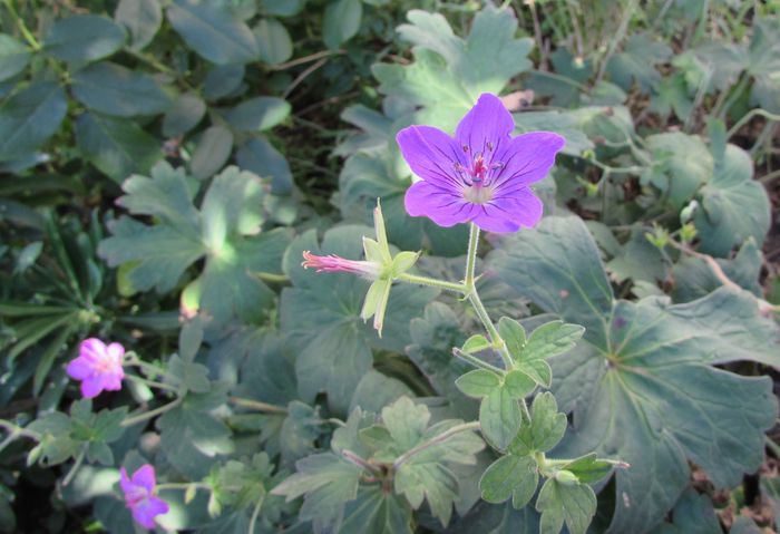 geranium vlassovianum - 2015 plantele mele - III