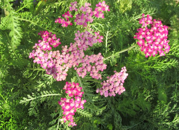 achillea paprika - 2015 plantele mele - III