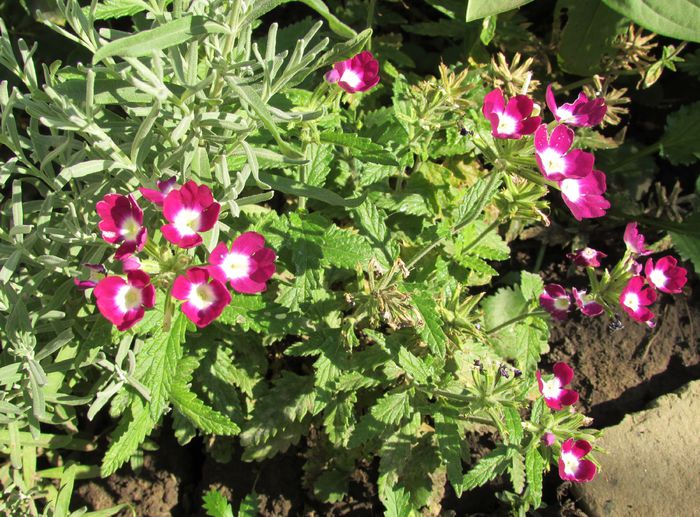 verbine - 2015 plantele mele - III