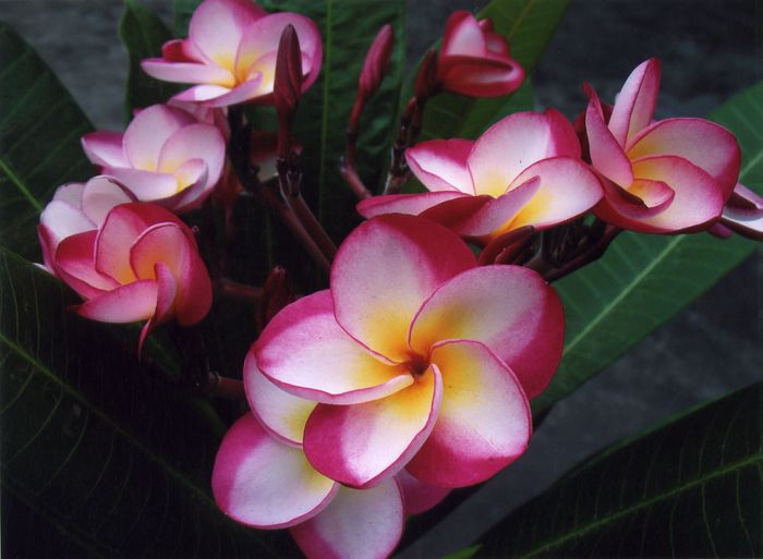 image 1 - seminte plumeria 2022