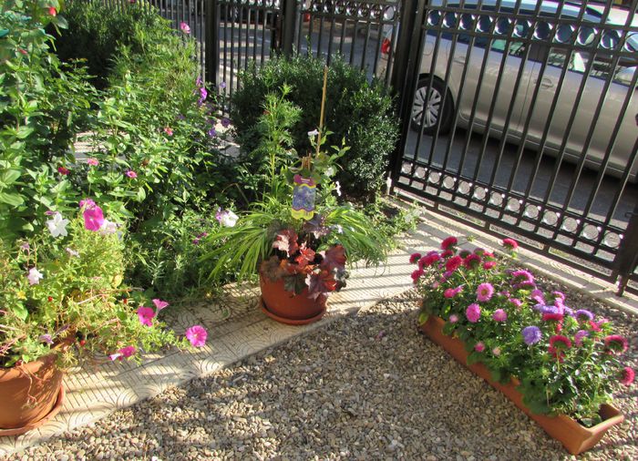 23 august - 2015 plantele mele - III