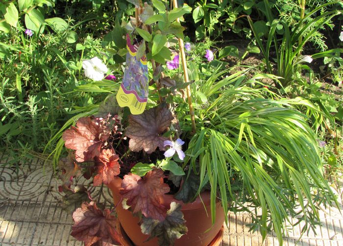 23 august - 2015 plantele mele - III