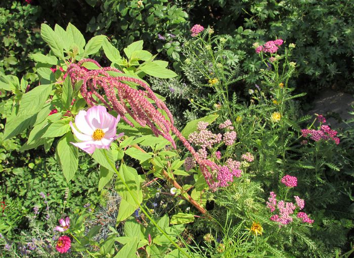 23 august - 2015 plantele mele - III