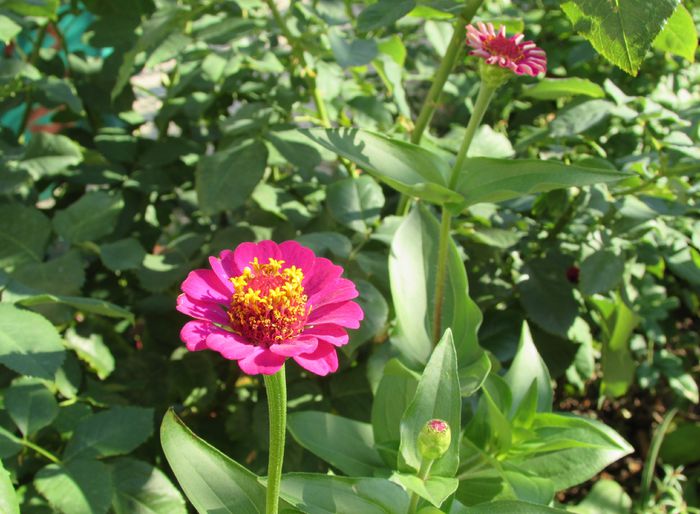 carciumarese - 2015 plantele mele - III
