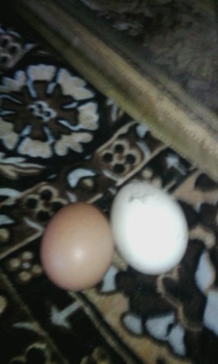 IMG_20150817_085051 - rate pekin