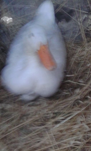 IMG_20150817_165150 - rate pekin