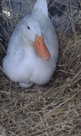 IMG_20150817_165153 - rate pekin