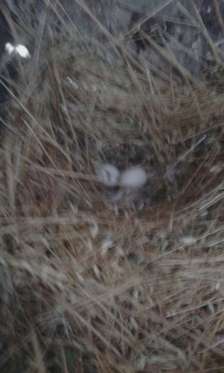 IMG_20150817_165233 - rate pekin