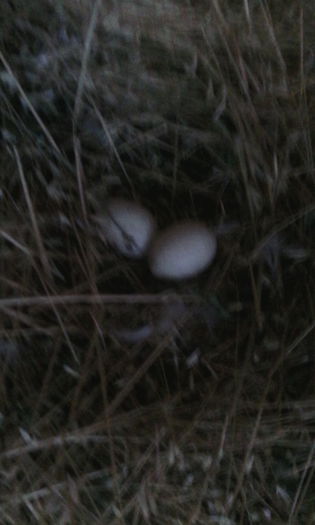 IMG_20150817_165238 - rate pekin