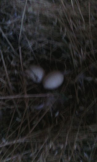 IMG_20150817_165240 - rate pekin