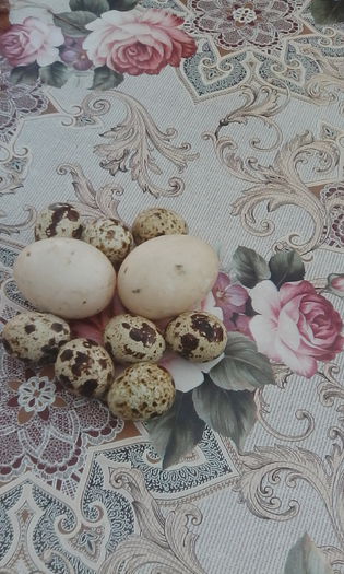 IMG_20150817_182552 - rate pekin