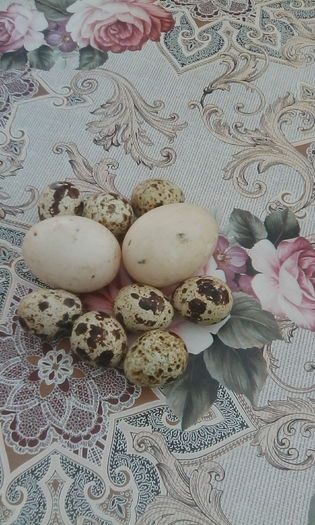 IMG_20150817_182555 - rate pekin