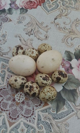 IMG_20150817_182557 - rate pekin