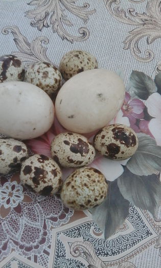 IMG_20150817_182605 - rate pekin