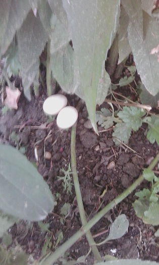 IMG_20150817_182829 - rate pekin