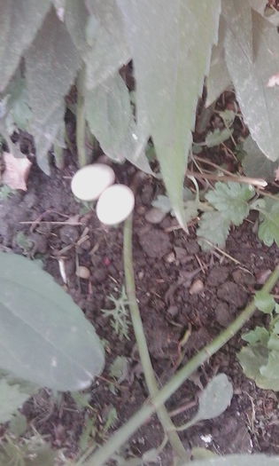 IMG_20150817_182832 - rate pekin