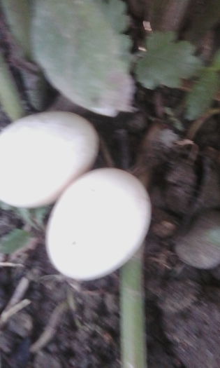 IMG_20150817_182838 - rate pekin