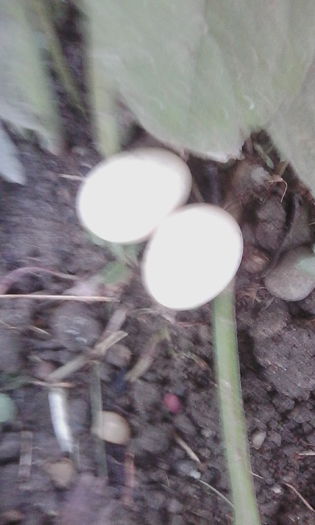 IMG_20150817_182843 - rate pekin